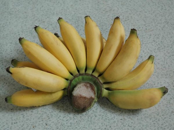 Pisang Lampung / Pisang Muli