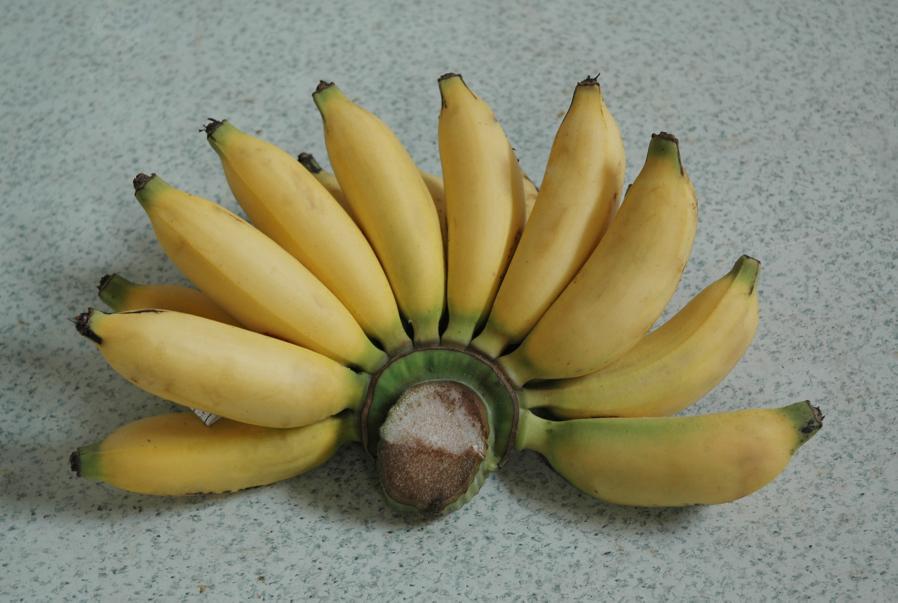 Pisang Lampung / Pisang Muli